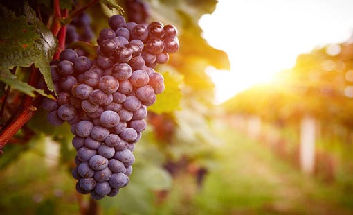 العنب.. فاكهة جيدة في محاربة الشيخوخة